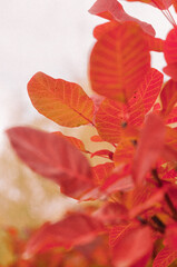 red autumn leaves