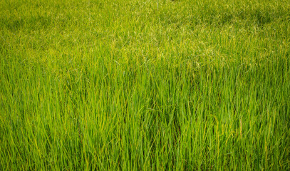 Thai jasmine rice fields.Fresh green rice fields, the best jasmine rice in the world.organic farming concept.