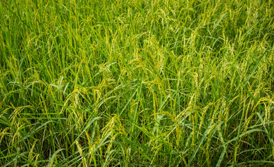 Thai jasmine rice fields.Fresh green rice fields, the best jasmine rice in the world.organic farming concept.
