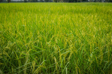 Thai jasmine rice fields.Fresh green rice fields, the best jasmine rice in the world.organic farming concept.