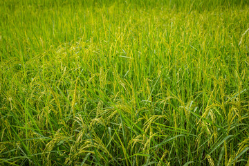 Thai jasmine rice fields.Fresh green rice fields, the best jasmine rice in the world.organic farming concept.