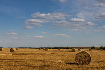 agricultural field with prickly straw from wheat, the grain from which was collected for food,...
