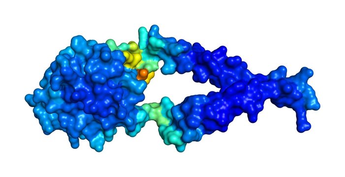 3D rendering of COMM domain-containing protein 2 as predicted by alphafold and colored according to confidence in the model. 