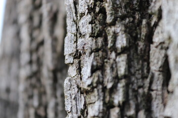 bark of a tree