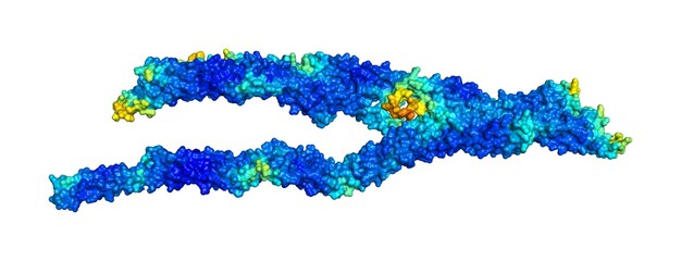 3D rendering of Nesprin-2 as predicted by alphafold and colored according to confidence in the model. 