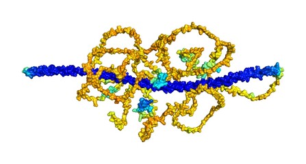 3D rendering of Transforming acidic coiled-coil-containing protein 3 as predicted by alphafold and colored according to confidence in the model. 