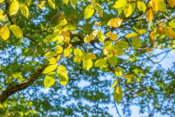 green trees in the forest 