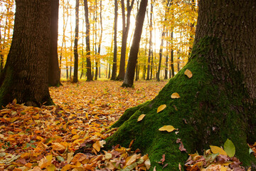 Green moss on a tree with yellow leaves in the autumn forest.