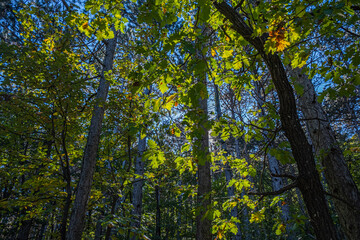 green trees in the forest 