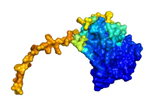 3D rendering of Acyl-coenzyme A thioesterase THEM5 as predicted by alphafold and colored according to confidence in the model. 