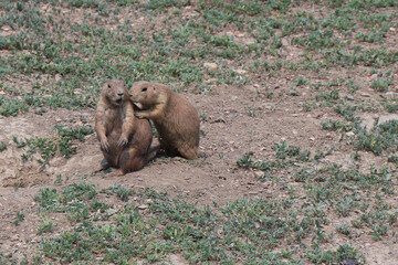 Theodore Roosevelt National Park Prairie Dog Pair