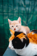 little orange kitten and her mother