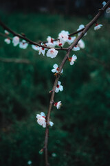 pink flowers blooming on the tree