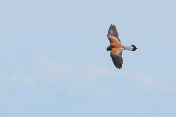 bird of prey flying alone in the sky