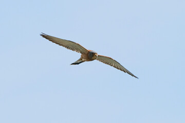 bird of prey flying alone in the sky