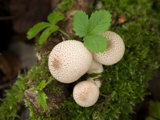 Mushrooms growing on a mossy tree in the autumn forest.