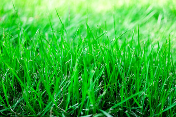 green grass in the morning background.