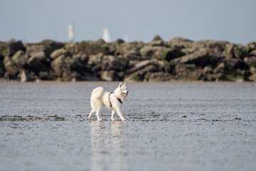 Dog running in the water and enjoying the sun at the beach. Dog having fun at sea in summer.	