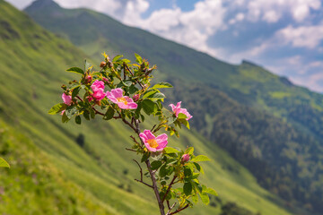 Obraz premium flowers in the mountains