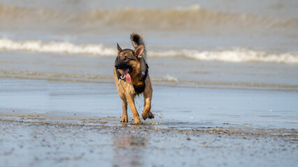 German Shepherd dog running in the water and enjoying the sun at the beach. Dog having fun at sea in summer.	