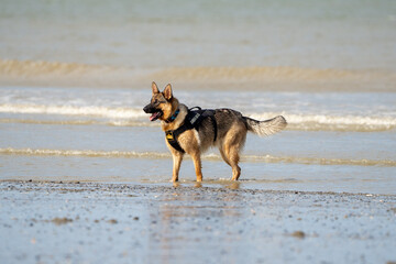 Naklejka premium Dog running in the water and enjoying the sun at the beach. Dog having fun at sea in summer. 