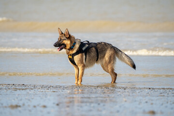Dog running in the water and enjoying the sun at the beach. Dog having fun at sea in summer.	