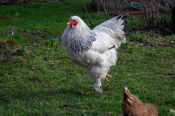 chicken