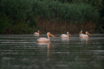 Pelecanus onocrotalus on early morning at danube delta