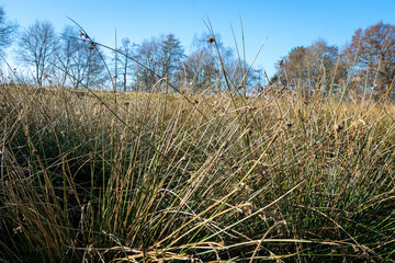 Fototapeta premium reed in the wind