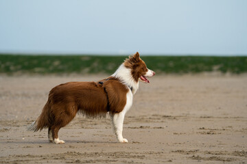 Dog running in the water and enjoying the sun at the beach. Dog having fun at sea in summer.	