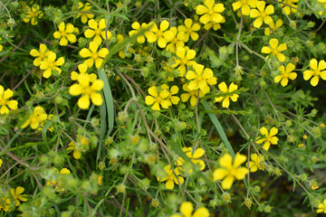 In nature grows potentilla
