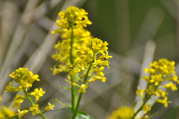 Wild turnip (Barbarea vulgaris) blooms in nature