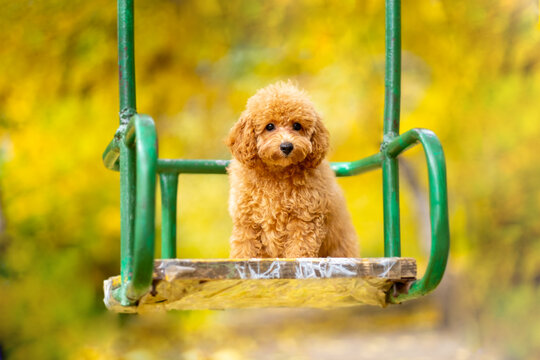 Toy Poodle in Egypt puppies