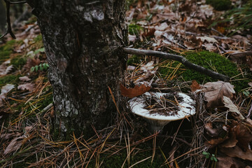 Large white mushroom Milk in the autumn forest