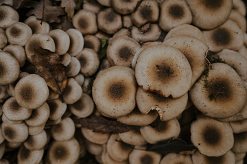 Large mycelium on a tree. Mushrooms in the forest.