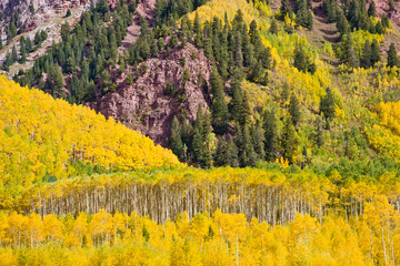 Golden Autumn Aspen trees in White River National Forest, Pitkin County, Colorado