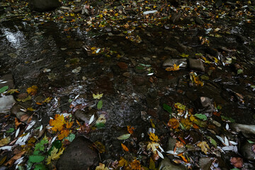 Small river in the autumn forest. Fallen bright foliage