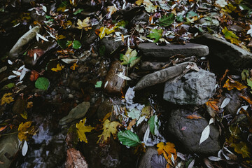 Small river in the autumn forest. Fallen bright foliage