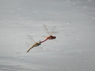 Dragonflies mating flying over a lagoon.