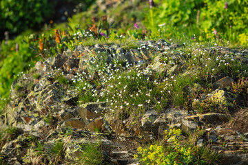 moss on the stone