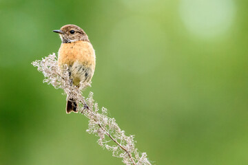 Stonechat on branch