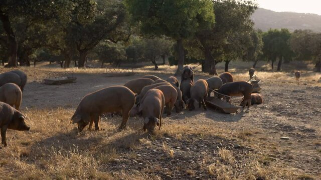 Black Iberian pigs grazing through the oak trees in the grassland of Extremadura, Spain dehesa landscape. Spanish hogs eating acorn in field. Pig herd pasturing in a yellow meadow-Dan