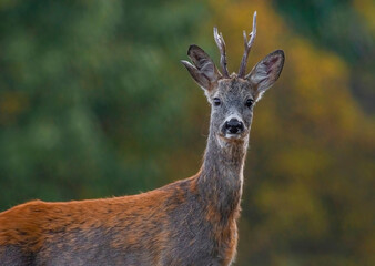 Roe deer portrait with autumn colors