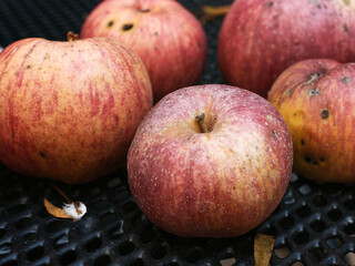 Fall fruit apples on a garden table