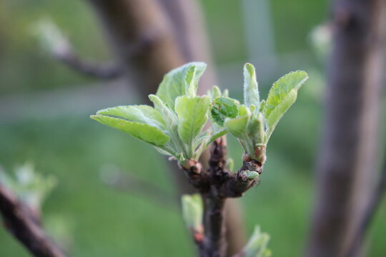 bud of a apple tree