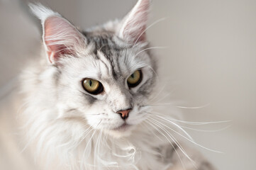 Silver colored fluffy maine coon cat looking to the camera seriously