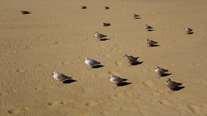 Mouettes sur la plage