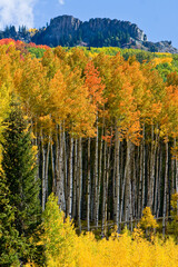 Multi-colored Aspen trees show off fall colors below mountina in Autumn on Kebler Pass, Gunnison National Forest, Gunnison County, Colorado