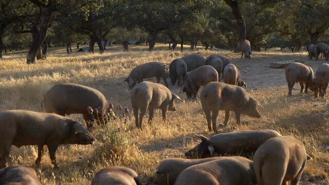 Black Iberian pigs grazing through the oak trees in grassland Extremadura. Spain dehesa landscape. Spanish hogs in field a day of winter. Agricultural farm-Dan