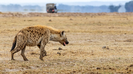 Hyena Walking in Amboseli Park Kenya Africa